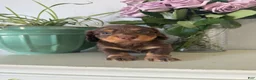 Miniature Dachshund dogs for sale: Milo - Ad 5