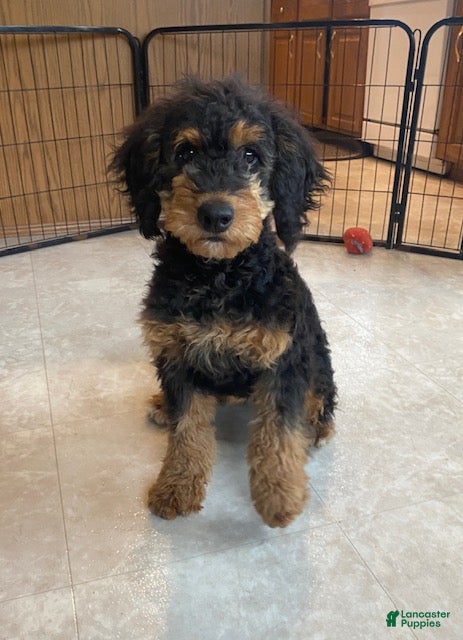 Mini Bernedoodle dogs Jazzy - Ad 1