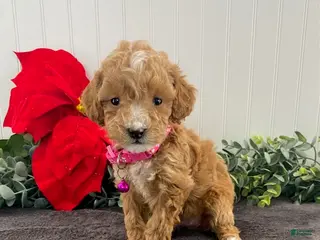 Toy Poodle dogs Karla - Ad 30