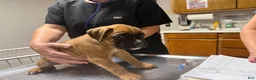 Boxer dogs for sale: Rusty AKC Euro - Ad 5