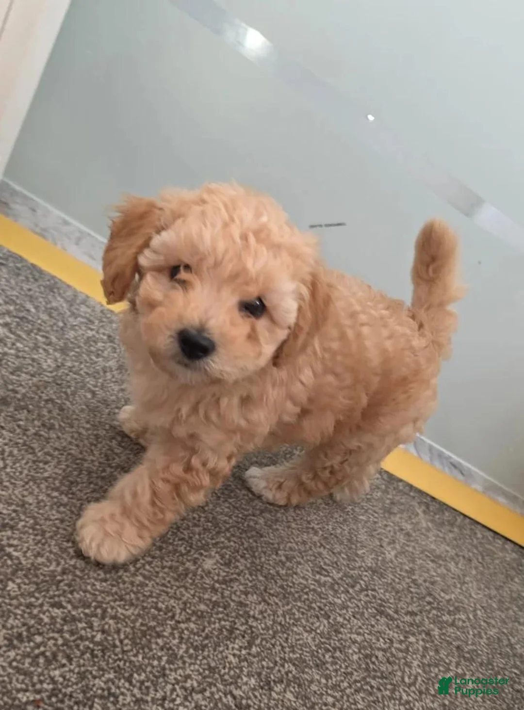 Maltipoo dogs for sale: Nayla - Ad 1