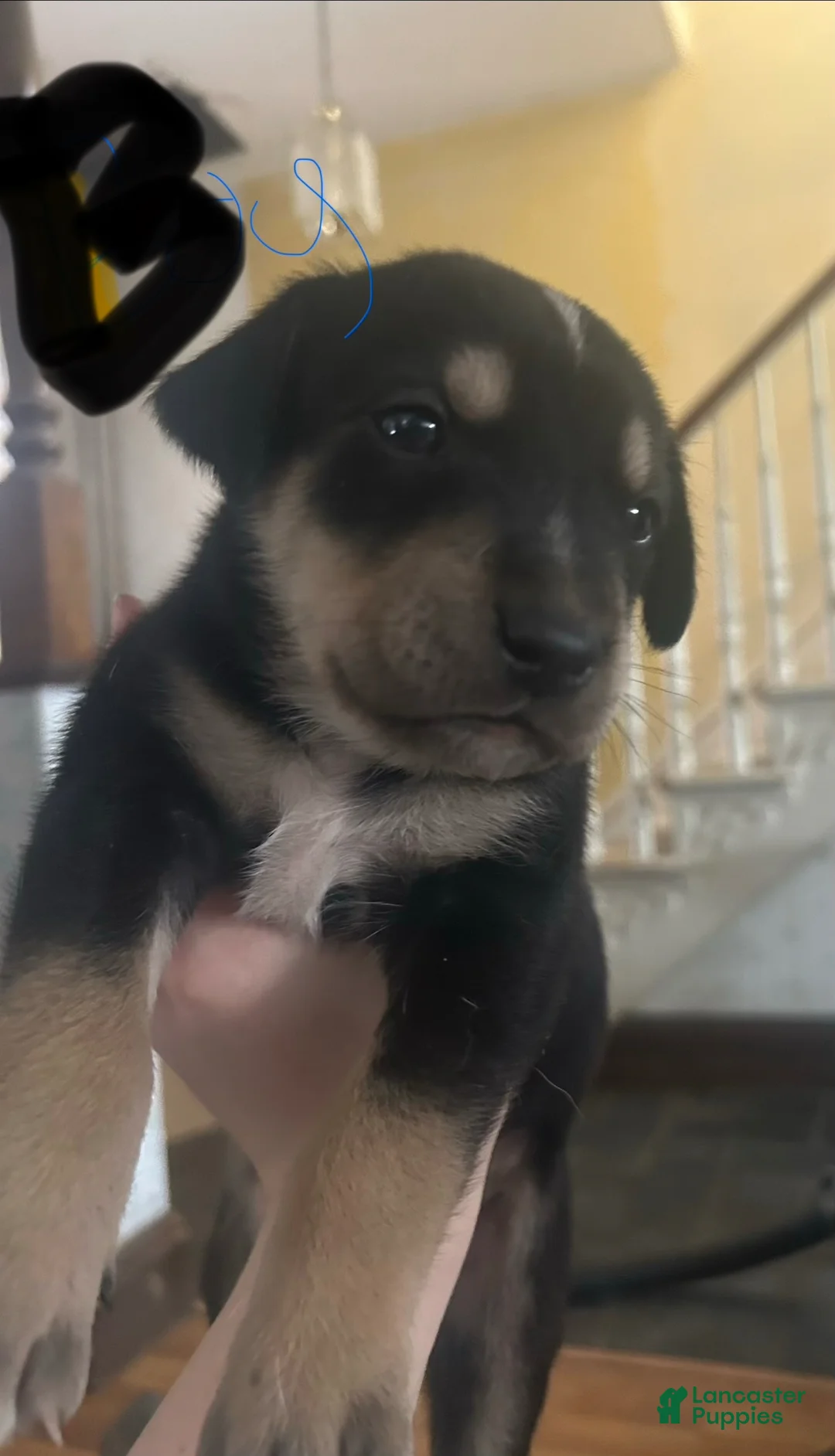 Mixed Breed dogs for sale: Mixed Breed Puppy 3 - Ad 1