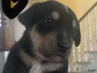 Mixed Breed dogs Mixed Breed Puppy 3 - Ad 6