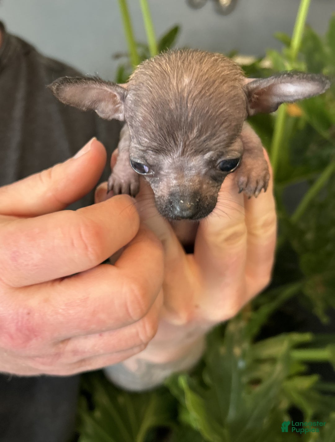 Mixed Breed dogs for sale: Mini Mouse  - Ad 4