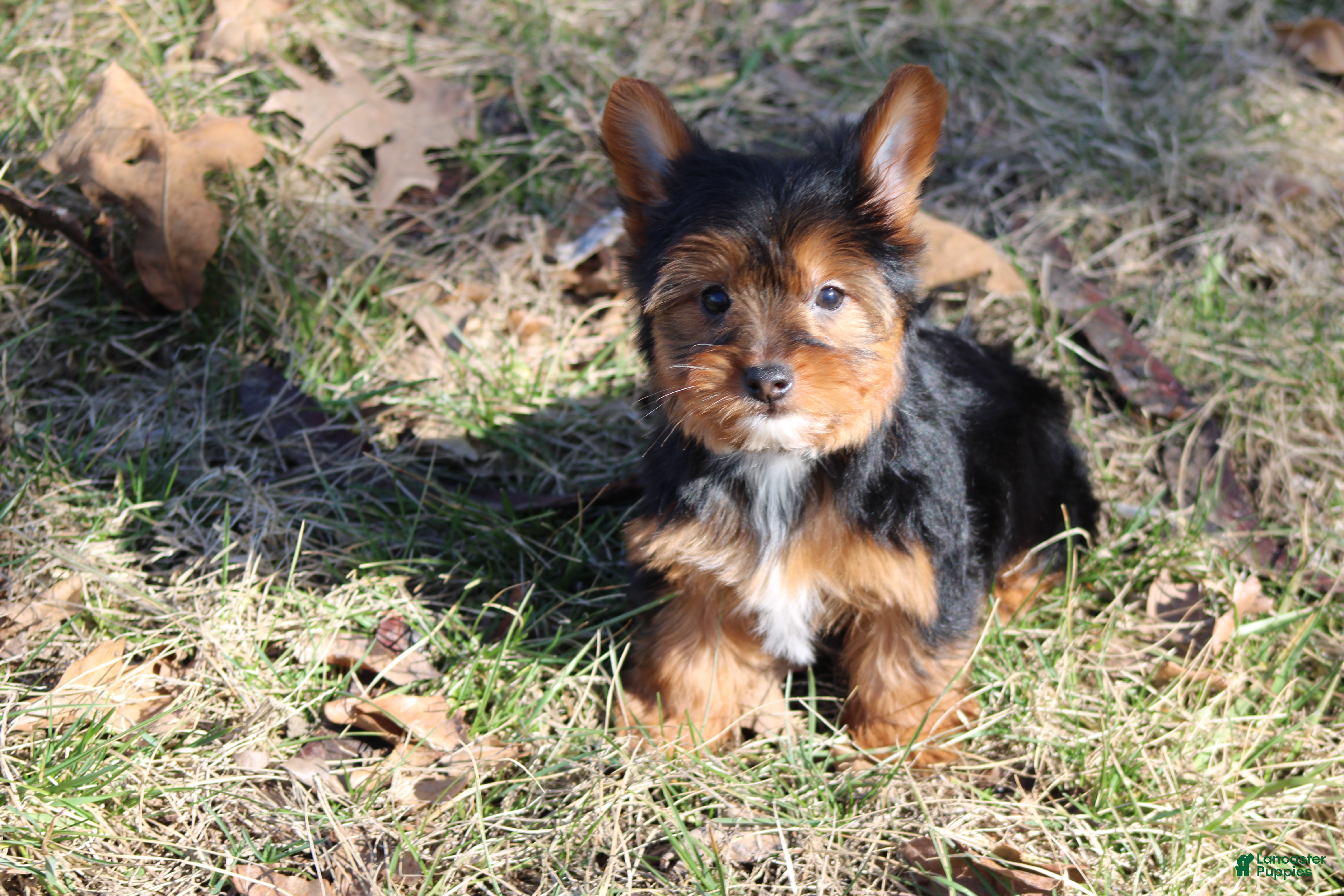 Yorkshire Terrier dogs Beth  - Ad 8