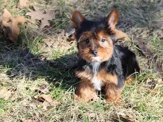 Yorkshire Terrier dogs Beth - Ad 8