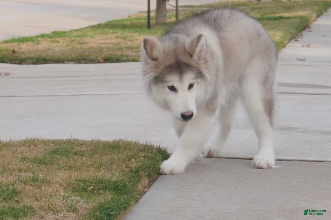 Alaskan Malamute dogs for sale: Xiao Lv - Ad 19