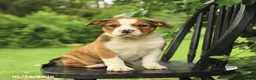 Mixed Breed dogs for sale: Harrison - Ad 3