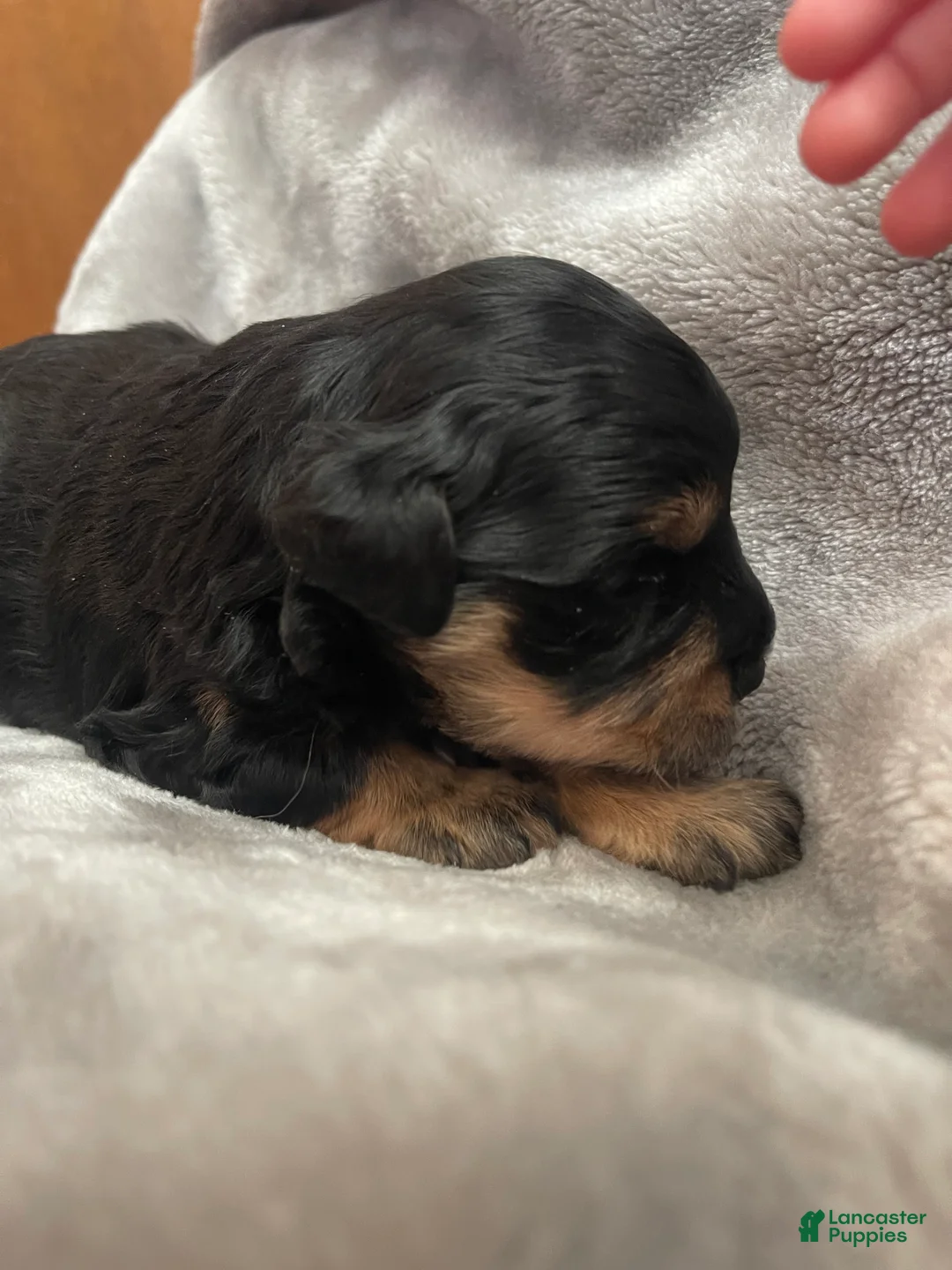 Miniature Schnauzer dogs for sale: Miniature Schnauzer Puppy 5 - Ad 5