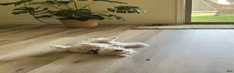 Maltese dogs for sale: Maltese Puppy 2 - Ad 3