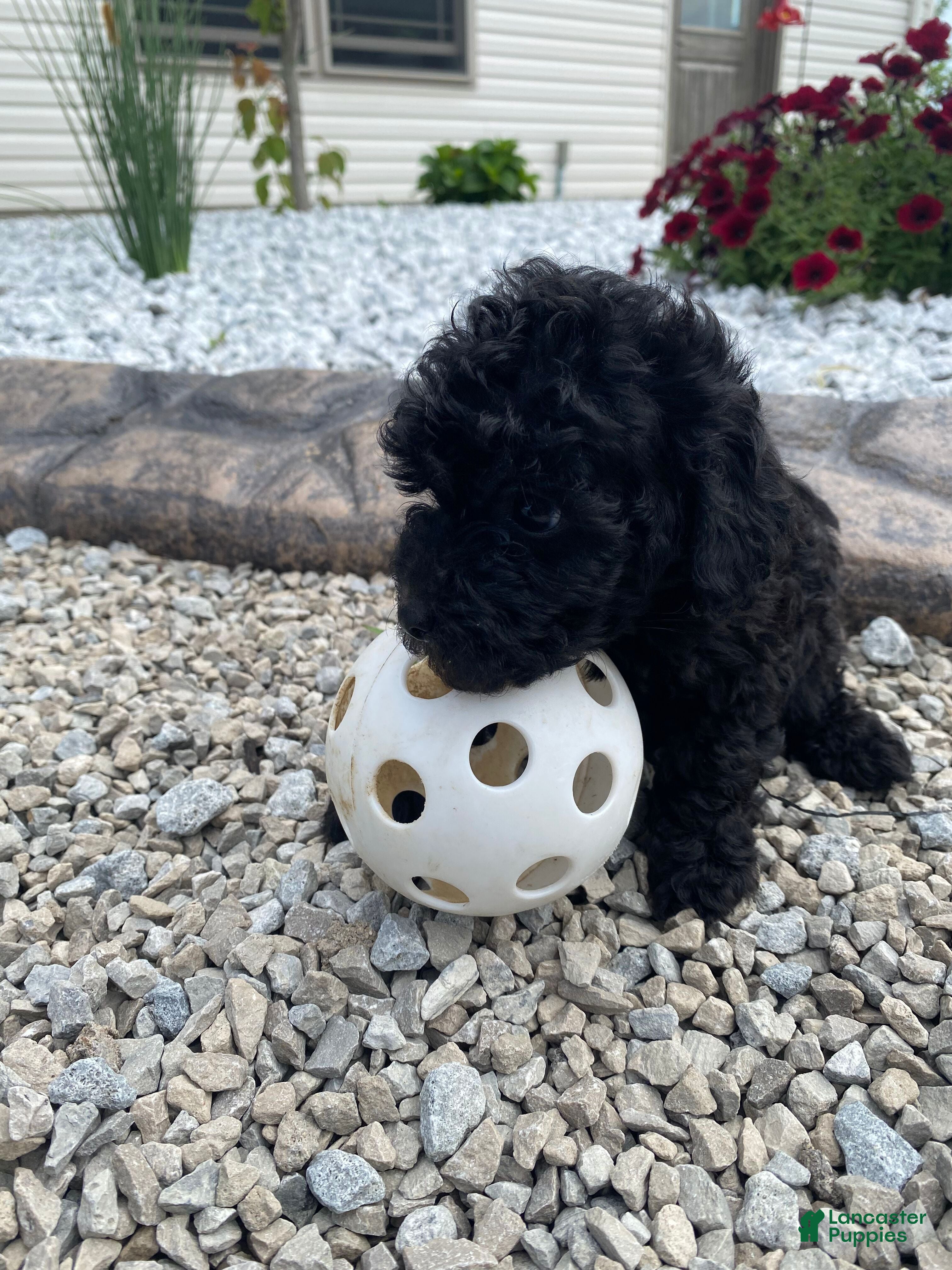Miniature Poodle dogs Nancy - Ad 2