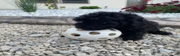 Miniature Poodle dogs for sale: Nancy - Ad 2