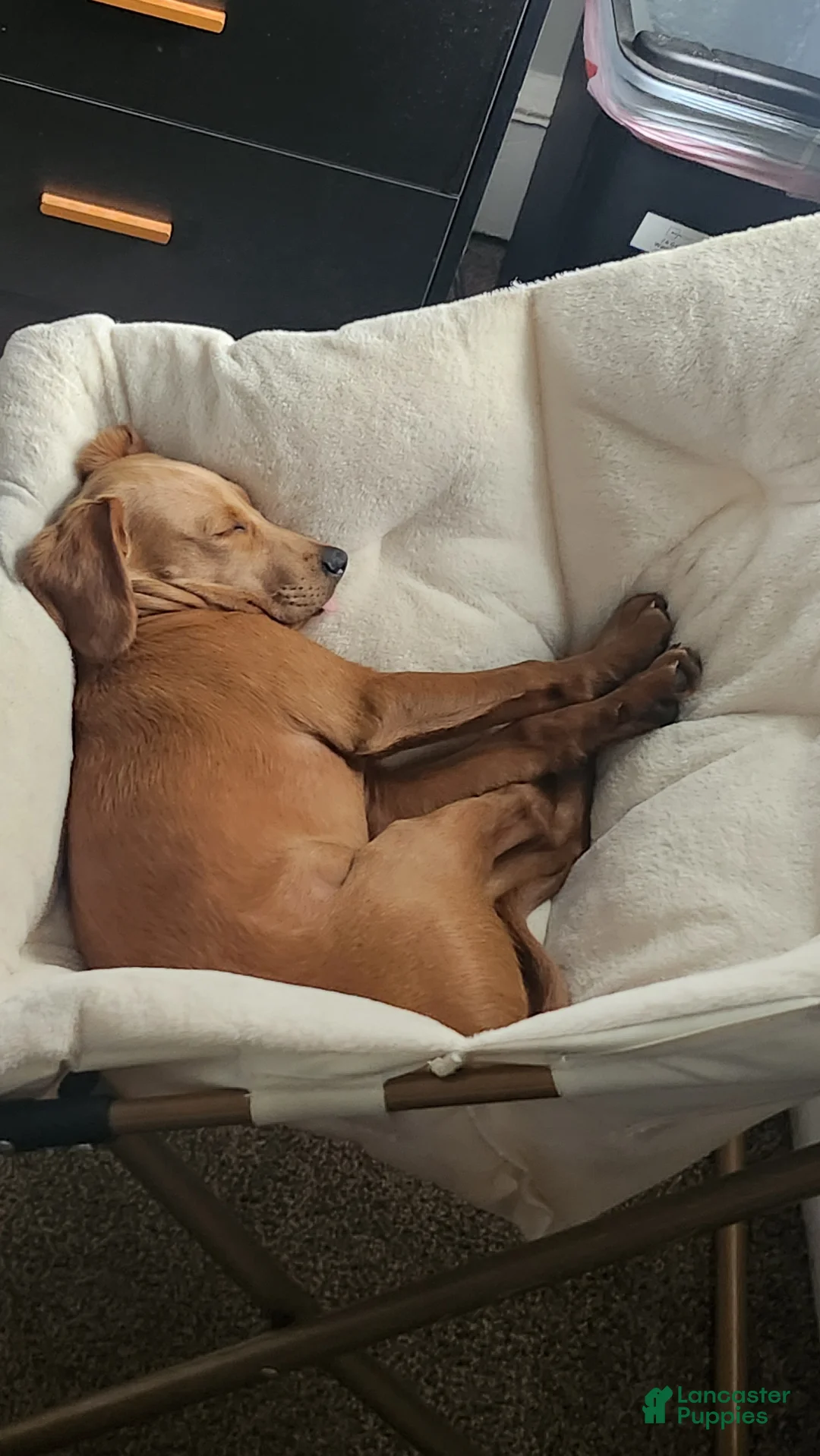 Mixed Breed dogs for sale: Cooper - Ad 2