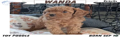 Wanda