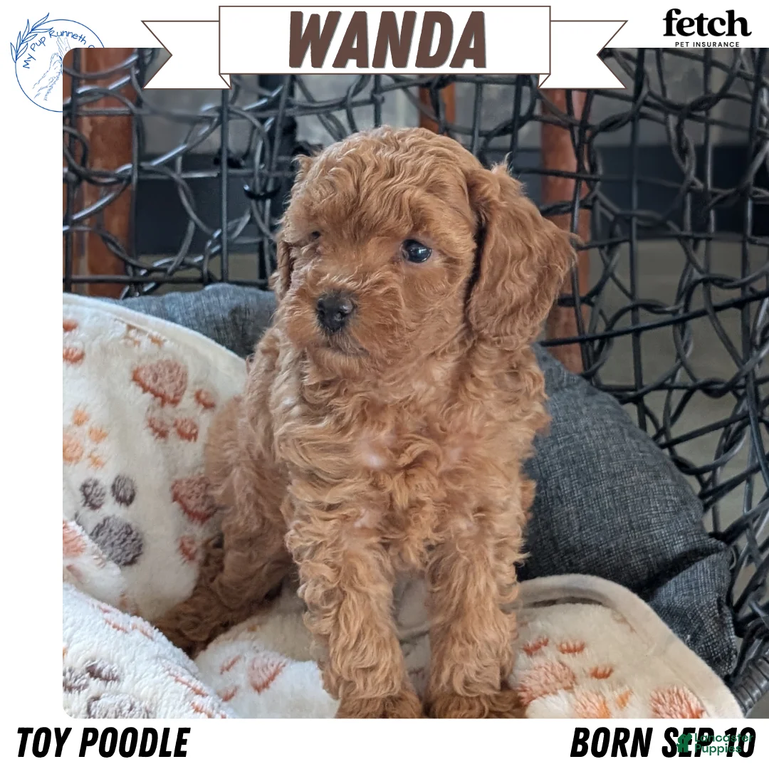Toy Poodle dogs for sale: Wanda - Ad 1