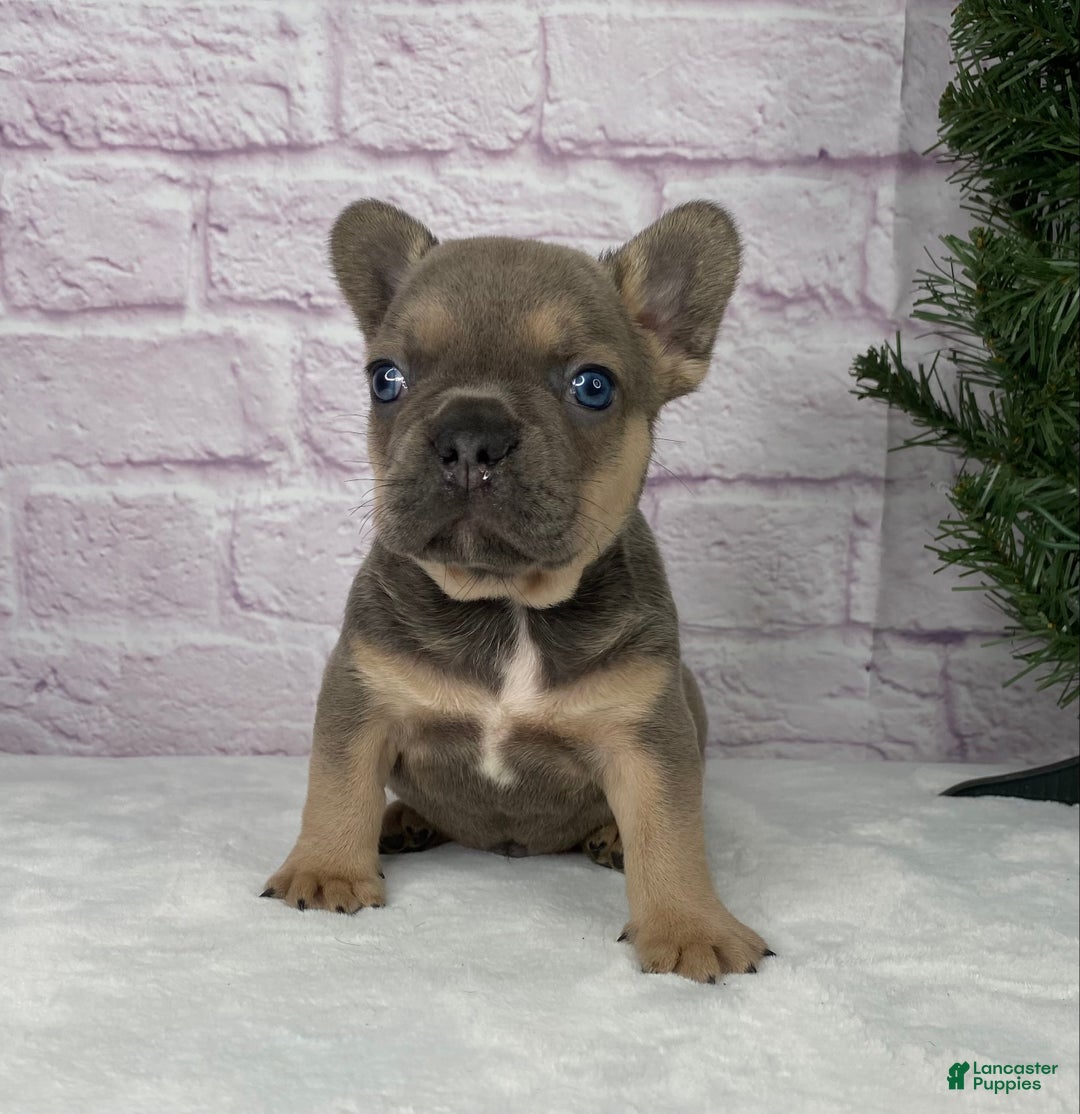 French Bulldog dogs for sale: Mitchell  - Ad 8