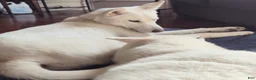 Siberian Husky dogs for sale: 📸✨24 Karat Gold✨ Isabella Siberian Husky With Sapphire Blue Eyes 🌌💙📸 - Ad 8