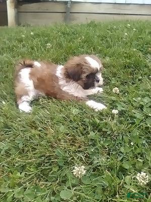 Shih Tzu dogs Maggie  - Ad 2