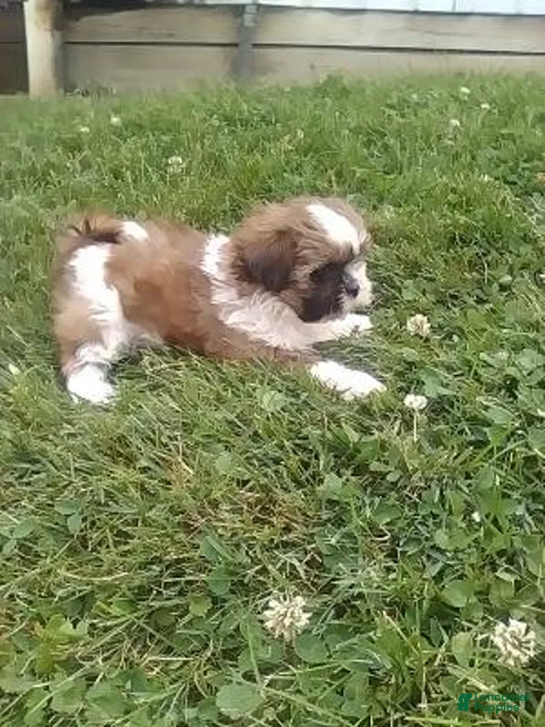 Shih Tzu dogs for sale: Maggie  - Ad 2