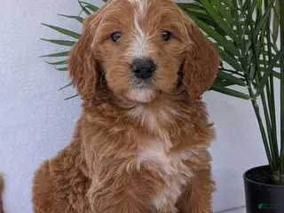 Goldendoodle dogs Daisy - Ad 4