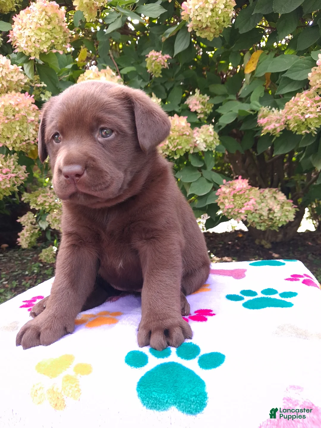 Labrador Retriever dogs for sale: Nora - Ad 1
