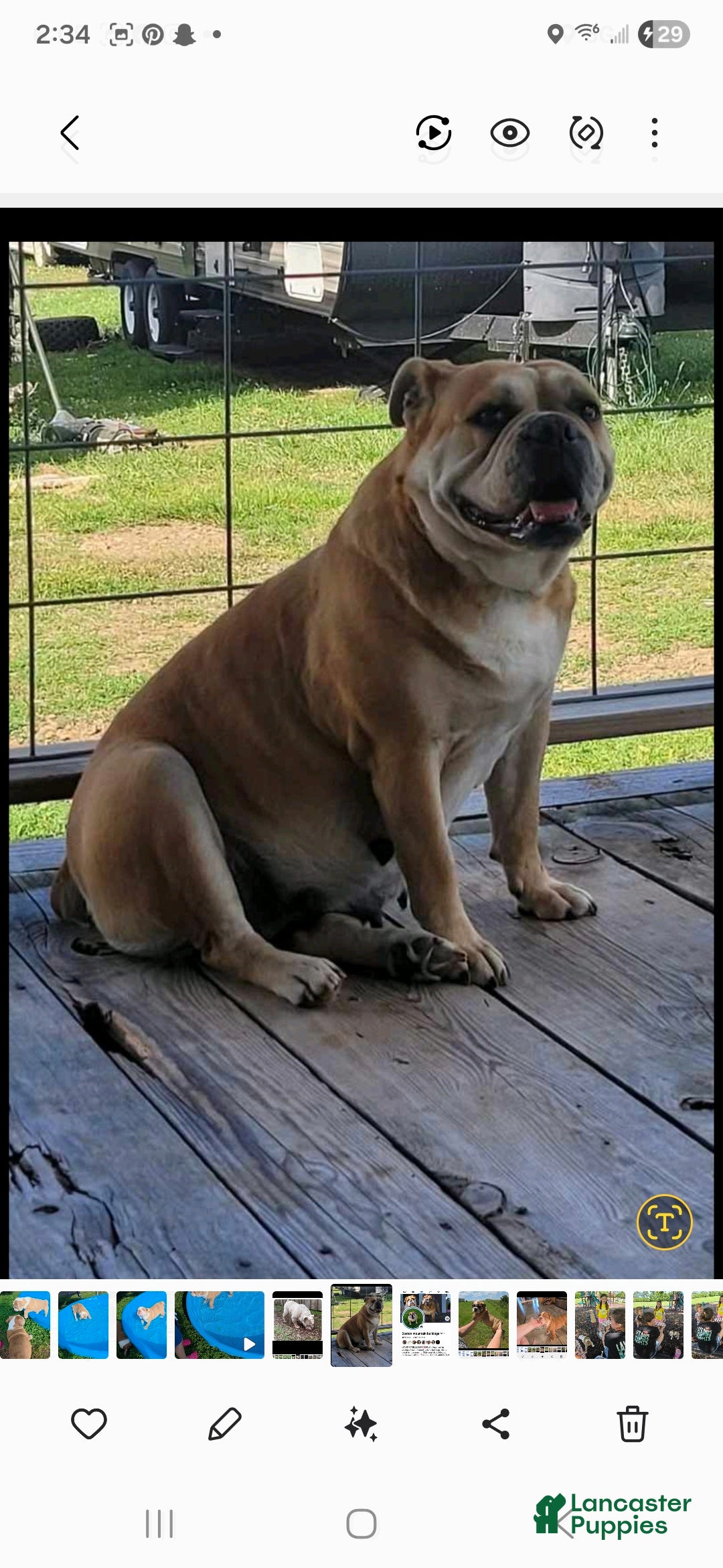 Mixed Breed dogs for sale: OLDE ENGLISH BULLDOG  - Ad 11