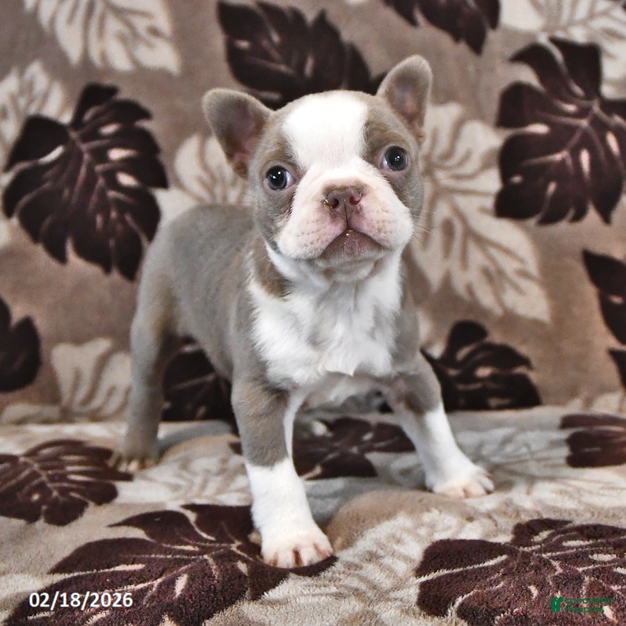 Boston Terrier dogs Latte - Ad 2