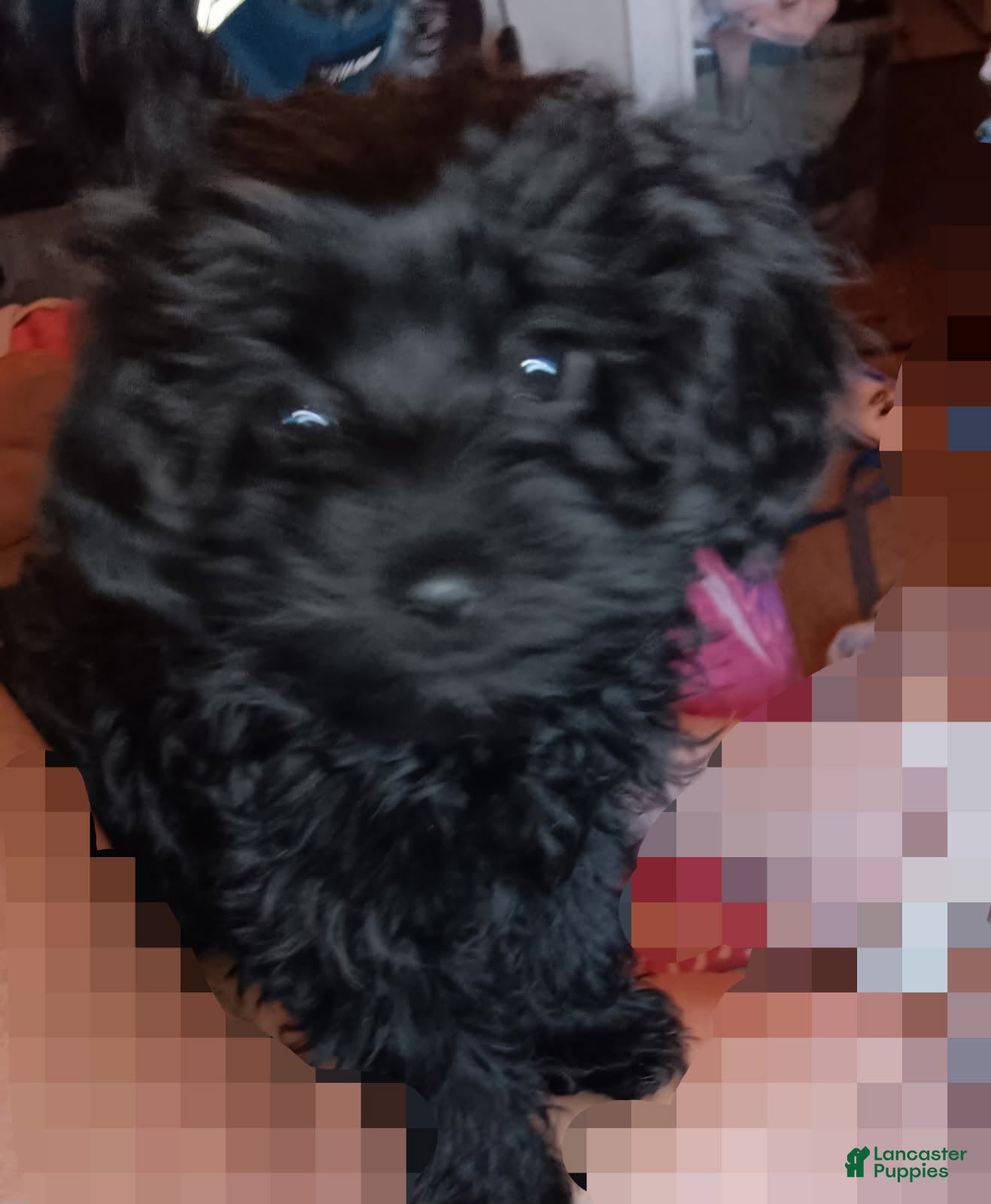 Yorkiepoo dogs for sale: Girl - Ad 2