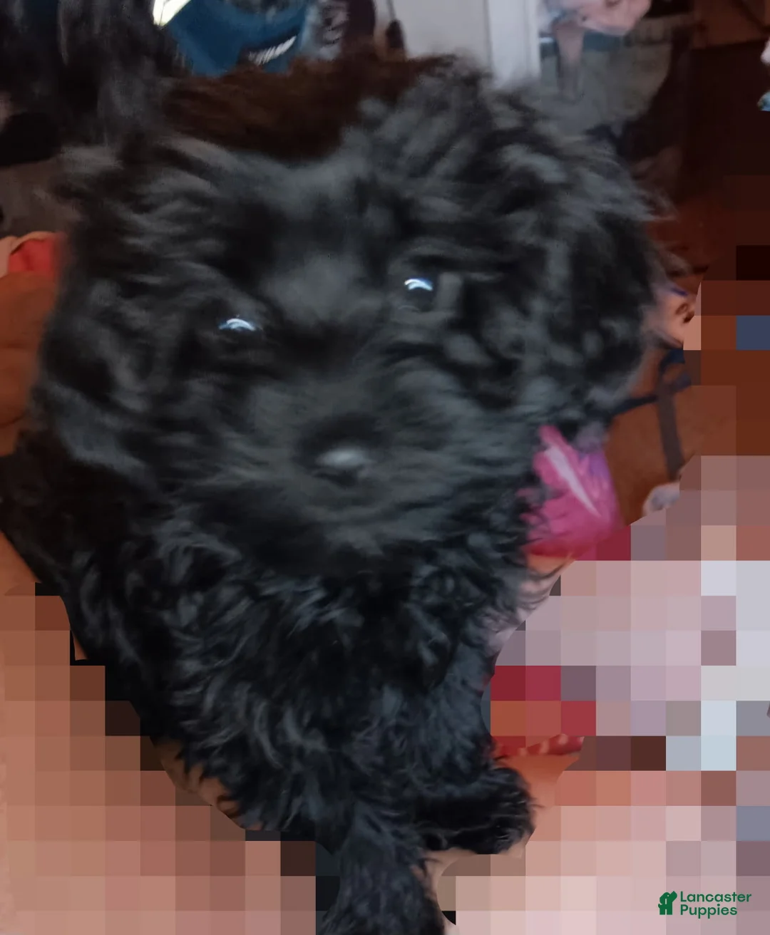 Yorkiepoo dogs for sale: Girl - Ad 1