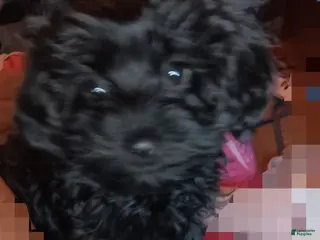 Yorkiepoo dogs for sale: Girl - Ad 2
