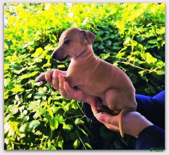 Italian Greyhound dogs Mr Personality- Dacari! - Ad 2