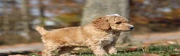 Miniature Poodle dogs for sale: June (AKC) - Ad 7