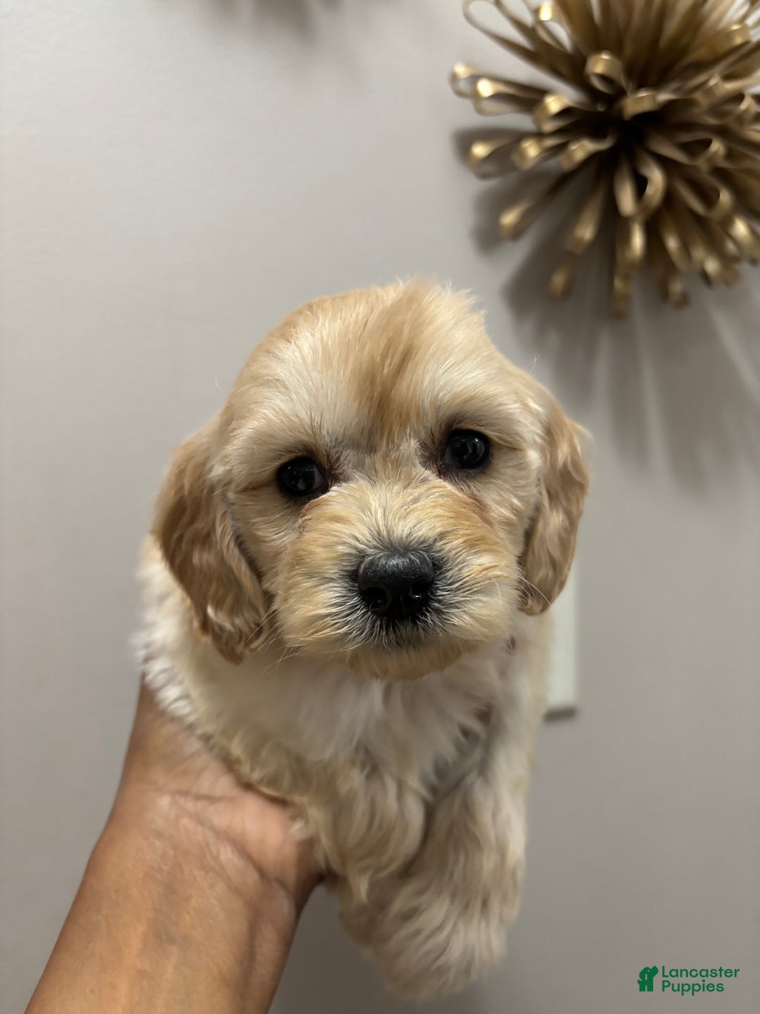 Cockapoo dogs for stud: kiki cockapoos  - Ad 4