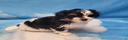 Biewer Terrier dogs for sale: Megan  - Ad 7