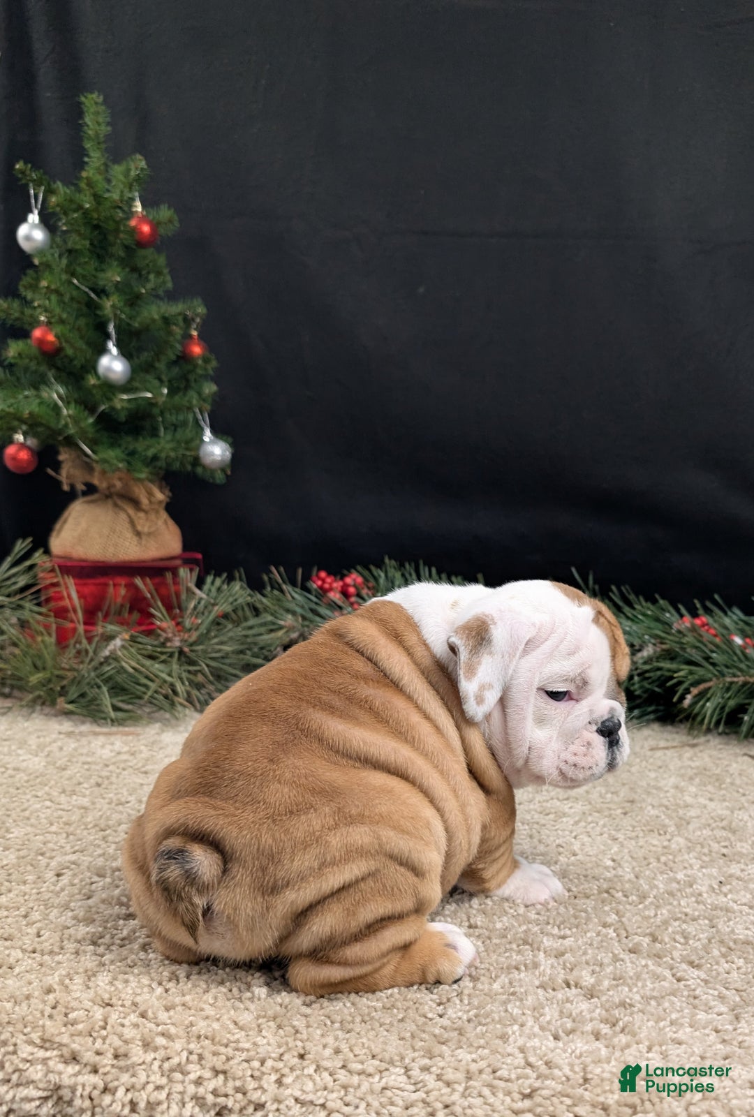 English Bulldog dogs for sale: BJ - Ad 5