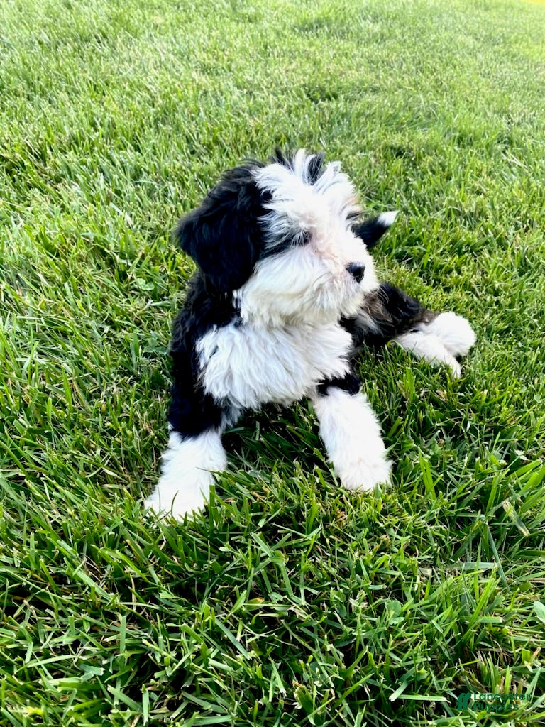 Bernedoodle dogs Blue - Male - Ad 2