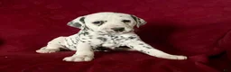 Dalmatian dogs for sale: Tanya❤️AKC HIP CERT Daddy❤️Text or Call 717-716-6440 - Ad 1