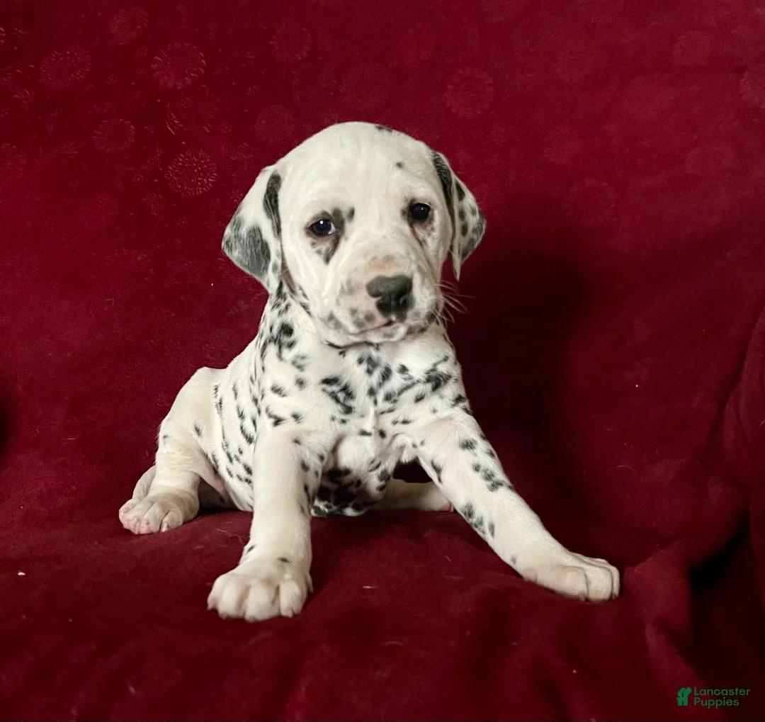 Dalmatian dogs for sale: Tanya❤️AKC HIP CERT Daddy❤️Text or Call 717-716-6440 - Ad 1