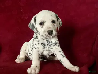 Dalmatian dogs Tanya❤️AKC HIP CERT Daddy❤️Text or Call 717-716-6440 - Ad 24