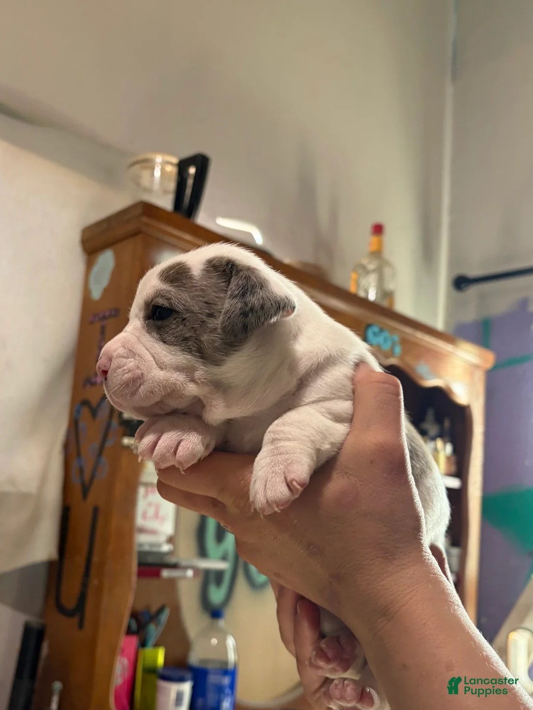 American Bully dogs for sale: American Bully Puppy 3 - Ad 2