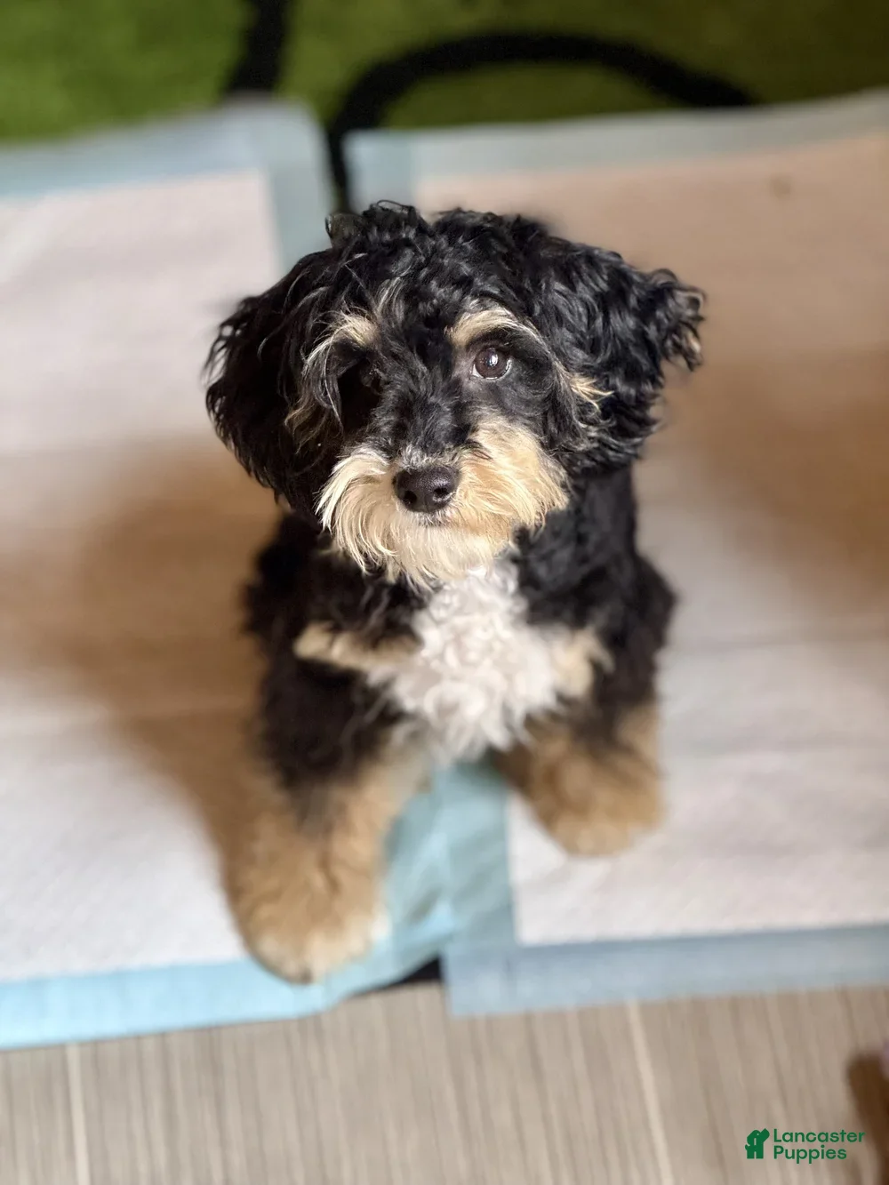 Mini Bernedoodle dogs Tucker - Ad 1