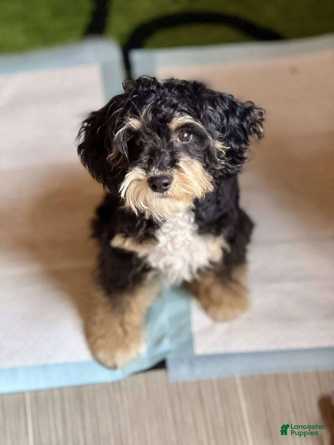 Mini Bernedoodle dogs for sale: Tucker - Ad 1
