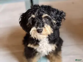 Mini Bernedoodle dogs for sale: Tucker - Ad 3