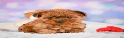 Yorkshire Terrier dogs for sale: Sarah - Ad 2