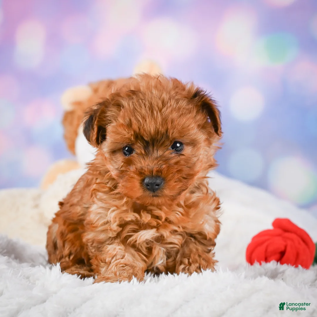 Yorkshire Terrier dogs for sale: Sarah - Ad 2
