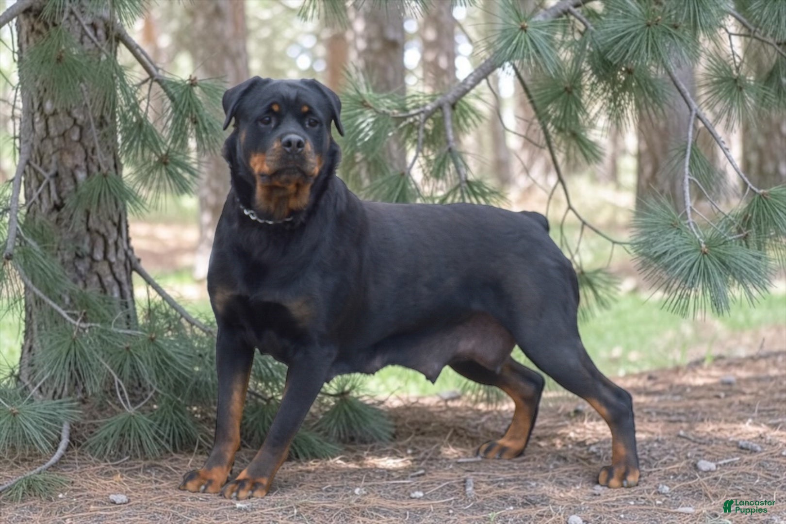 Rottweiler dogs Zendaya - Ad 2