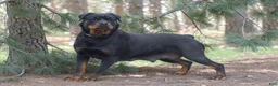 Rottweiler dogs for sale: Zeus - Ad 2