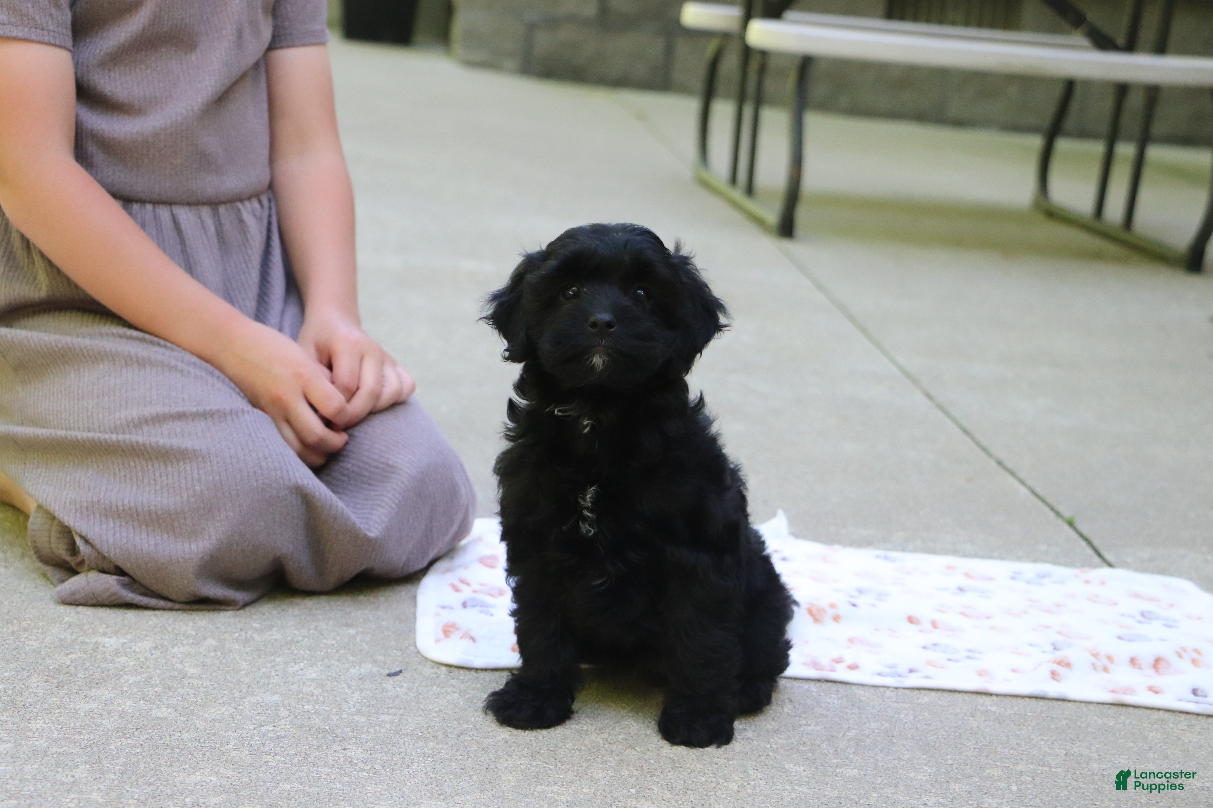 Cavapoo dogs Sadie - Ad 1