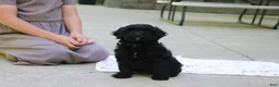 Cavapoo dogs for sale: Sadie - Ad 4