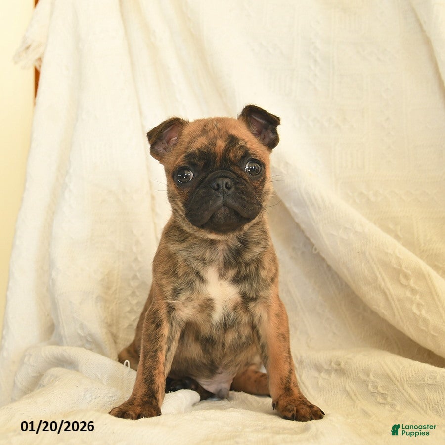 Mixed Breed dogs Barney  - Ad 37